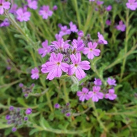 Erinus alpinus